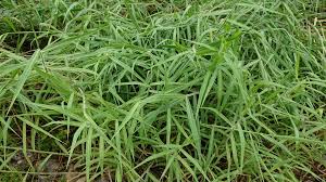 Image result for Urochloa dictyoneura