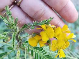 Image result for Sesbania