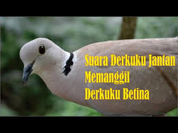 Burung pleci biasanya dijual dalam jumlah besar hingga butuh ketelitian ekstra untuk mengamati bagian paruh. Download Suara Burung Derkuku Betina Mp3 Mp4 3gp Flv Download Lagu Mp3 Gratis