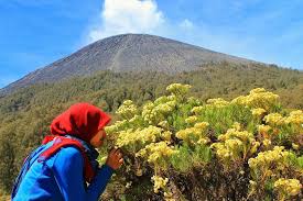 Jual bunga abadi bunga edelweis ungu kab sleman. Fakta Menarik Budidaya Bunga Edelweiss