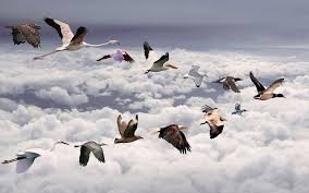 Why Do Birds Fly South For The Winter Joke Bird Flight Bird Migration Birds Flying Bird Wallpaper
