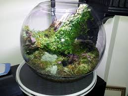 Pin On Terrarium