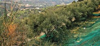 Olive Harvesting In Polyrrinia Chania Crete On December 2015 The Wider Area Is Famous For Olive Oil Quality Photo G K Chania Olive Tree Photo