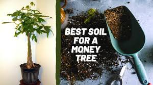 Special potting soils formulated for cacti and succulents are an option for indoor yucca plants, but they may be too rich and often don't provide the drainage this plant requires. Best Soil For Money Tree Garden Gear Shop