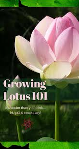 We did not find results for: Growing Lotus 101 Container Water Gardens