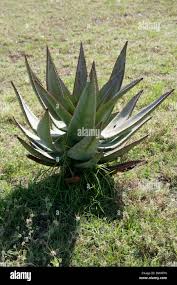 Image result for Asphodelaceae