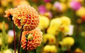 Dahlias In The Winter What To Do Whitegates Nursery West Rounton Northallerton North Yorkshire