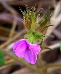 Image result for Ipomoea dichroa