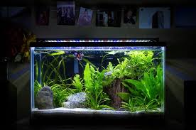 Betta tank measures 10 inches high and 8 inches in diameter and holds 1.4 gallons of water. Pin By Aaron Kitchen On Aquascaping Planted Betta Tank Betta Tank Tropical Fish Tanks