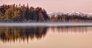 Dawn At Lake With Reflected Trees And by Michael Riffle