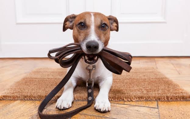 Resultado de imagem para condominio não pode obrigar a carregar cachorro no colo"