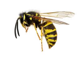 The talking cricket features in carlo collodi's 1883 children's book, the adventures of. Wasp Definition And Meaning Collins English Dictionary