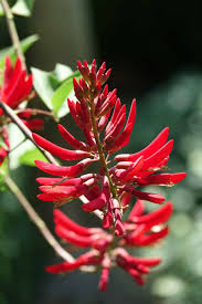 Image result for Erythrina × coddii