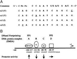 Bila bilangan prima tersebut hanya dapat membagi salah satu bilangan saja maka. The Transcription Factor Ccaat Binding Factor Cbf Nf Y And Two Repressors Regulate The Core Promoter Of The Human Pro A3 V Collagen Gene Col5a3 Journal Of Biological Chemistry