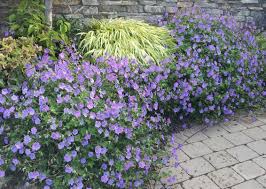 Some do incredibly well in sunny borders while others prefer woodland settings. Geranium Rozanne This Is One Of The Best Perennial Geraniums Around Description From Pinterest Com I Searched Fo Geranium Rozanne Potted Geraniums Geraniums