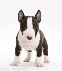 Miniature English Bull Terrier Pup 6 Weeks Old Too Cute Bull Terrier Puppy Miniature English Bull Terrier Miniature Bull Terrier