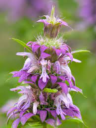 Maybe you would like to learn more about one of these? Texas Top 20 Lady Bird Johnson Wildflower Center