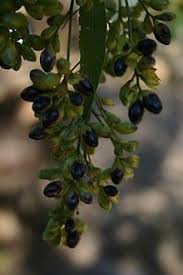 Pin On The Hortus Conclusus