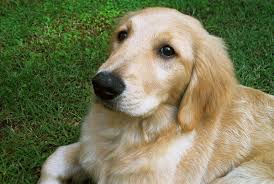 We are within driving distance of houston, austin, shreveport. File Golden Retriever Puppy Jpg Wikimedia Commons