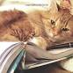 Stories of Ginger, the Cat Who Loved Christmas event image
