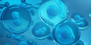 Namun keduanya memiliki perbedaan dalam prosesnya. Pembelahan Sel Mitosis Dan Meiosis Halaman All Kompas Com