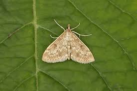 Image result for Anania perlucidalis