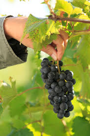 Image result for grape pruning