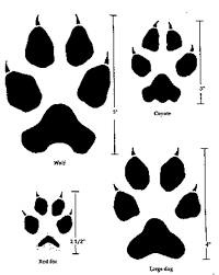 Wolf Identification Washington Department Of Fish Wildlife