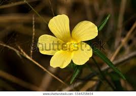 Image result for Hibiscus sidiformis
