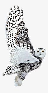 White Sticker Hd Mobile Wallpapers Wildlife Transparent Png 1024x1924 Free Download On Nicepng Best collections of wildlife wallpaper for desktop, laptop and mobiles. white sticker hd mobile wallpapers