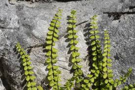 Image result for Aspleniaceae