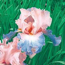 Buy Celebration Song Bearded Iris Sun Perennials Breck S Bearded Iris Iris Bulbs For Sale Iris Flowers