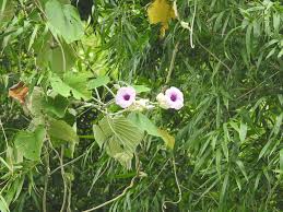 Image result for Argyreia nervosa