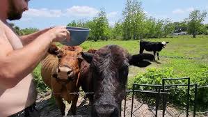 ROBBIE FEEDS BROWNIE PIE AND ANGEL FACE SOME CARROTS AND APPLES