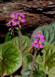 Image result for Helixanthera verruculosa