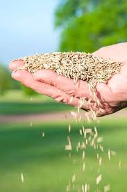 That helps them get established before hot, dry weather sets in. How To Overseed Or Reseed Your Lawn
