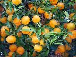 Image result for Citropsis