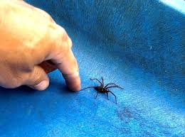 Image result for große winkelspinne biss haut reaktion