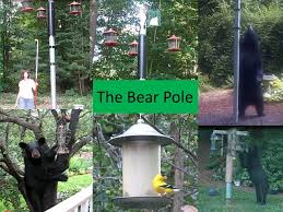 Check spelling or type a new query. Bear Proof Bird Feeding System Youtube