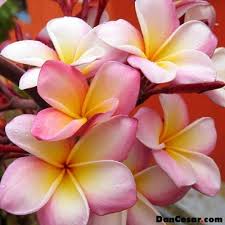 Dancesar Com Blog May 2007 Plumeria Flowers Flowers Pretty Flowers