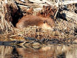 We did not find results for: The World Around You Young Beaver Finds A New Home At A Small Pond Sports News Tulsaworld Com