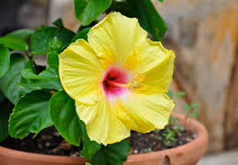 Each flower is hand packed into the jar to preserve their i order this every christmas, 1 for me, 1 for a friend, as i've never seen it for sale here in france. Tropical Hibiscus Container Gardening Tips For Planting Hibiscus In Pots