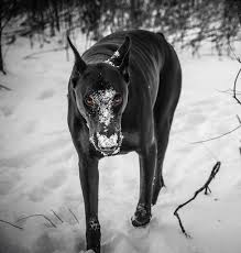 Doberman Pinscher In The Snow Dobermanpinscher Kopek