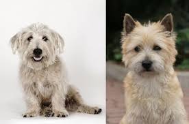 Feel free to browse hundreds of active classified puppy for sale listings, from dog breeders in pa and the surrounding areas. Glen Of Imaal Terrier Vs Cairn Terrier Breed Comparison