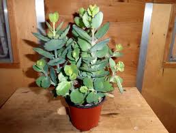 Kalanchoe daigremontiana daigremonts brutblatt mother of thousands family: Terratuga Schildkrotenshop Kalanchoe Brutblatt Im 9cm Topf Futterpflanze Fur Das Terrarium