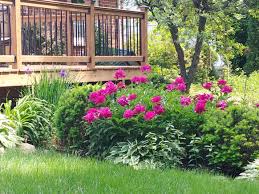 Peony Bushes Hostas Siberian Irises Evergreen Shrubs Surround Our Deck Gorgeous Gardens Backyard Evergreen Shrubs