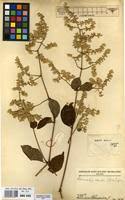 Image result for Sericostachys scandens