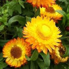 Image result for Helichrysum globosum