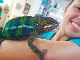 Find affordable dog boarding on care.com, the world's largest website for care. Exotic Pocket Pets And Small Mammals Care In Orlando Fl Your Family Veterinarian