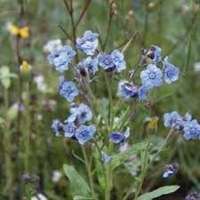 Forget me not flowers rapid city. Pdf Urbane Landwirtschaft Innovationsfelder Fur Die Nachhaltige Stadt